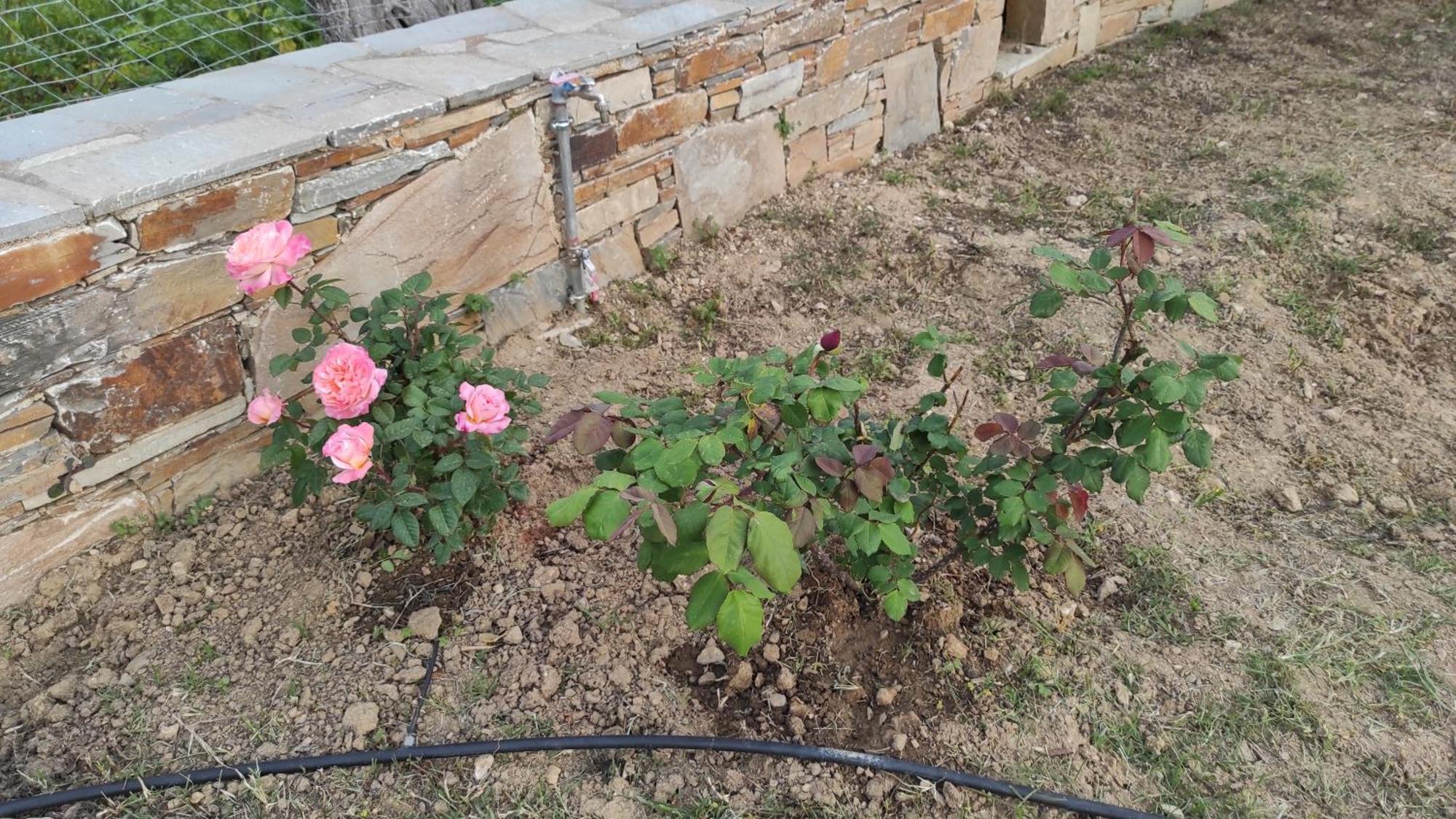 Chrysa'S Cottage House Karystos  Dış mekan fotoğraf