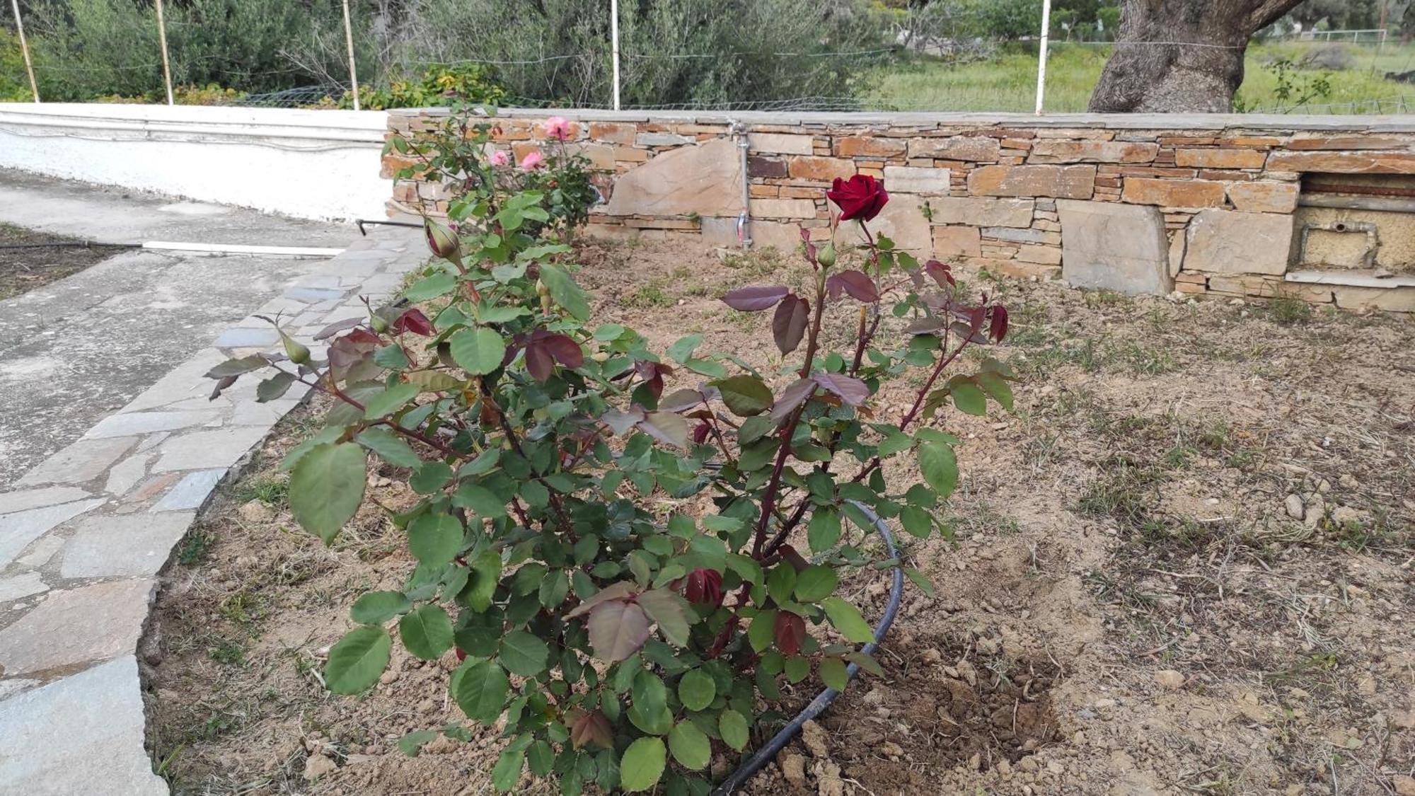 Chrysa'S Cottage House Karystos  Dış mekan fotoğraf